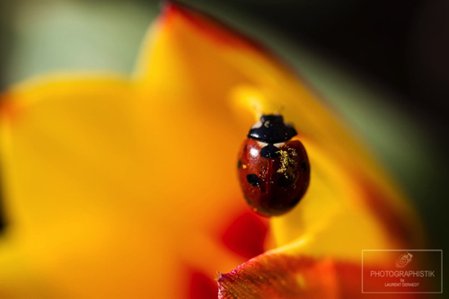 2016 - Coccinelle